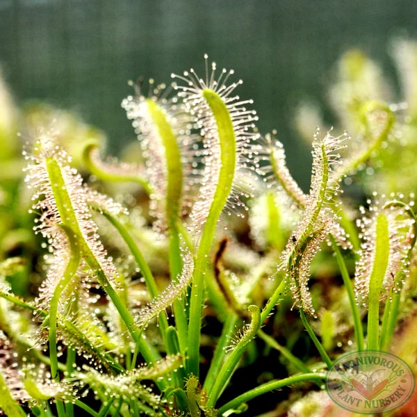 Light Green Sundew Seeds for Planting – Heirloom, Non-GMO, High Germination Organic Garden Seeds