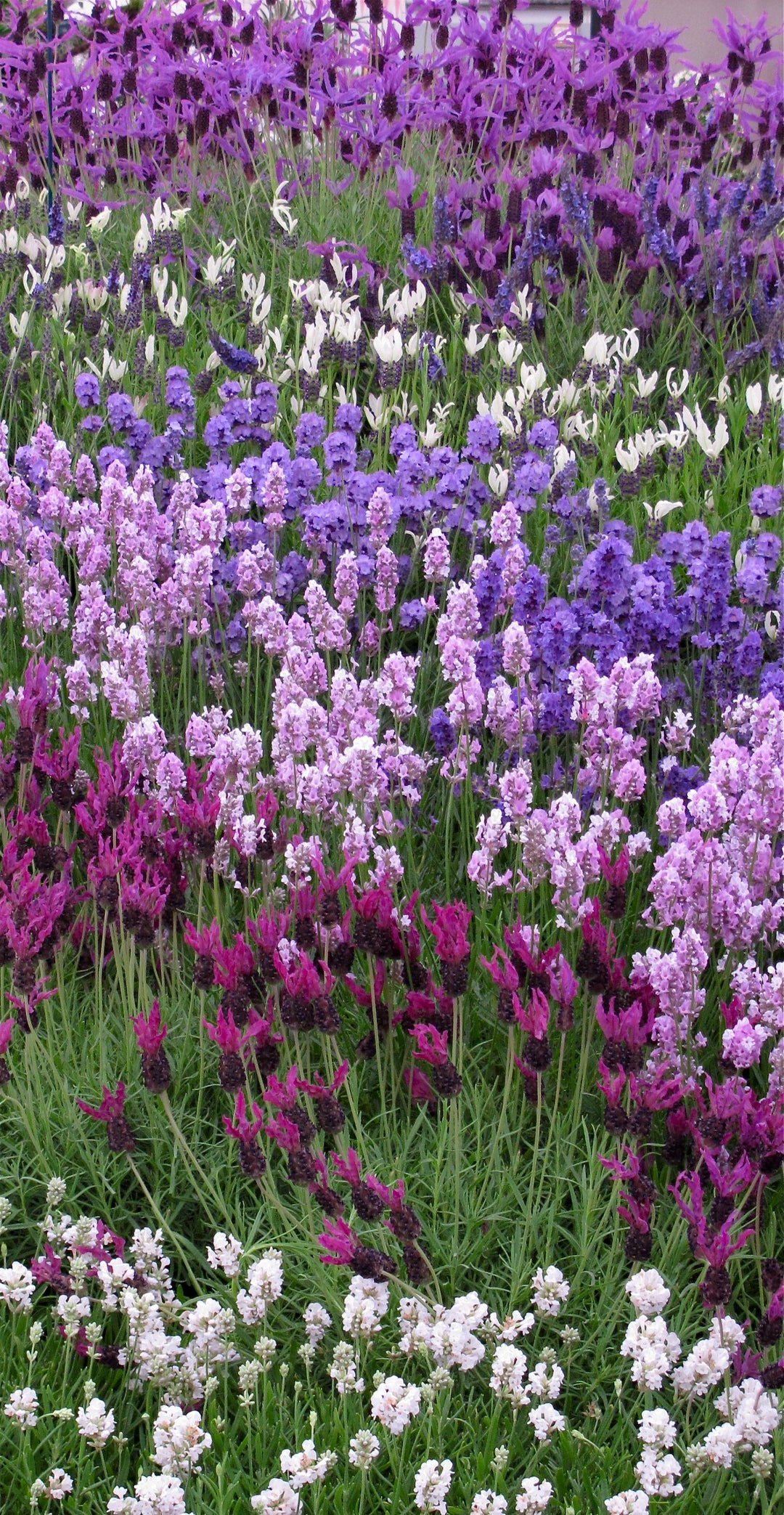 Mixed Lavender Flower Seeds for Planting – Heirloom, Non-GMO, Colorful Display, High Germination
