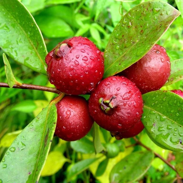Strawberry Guava Fruit seeds for planting – Heirloom & Non-GMO Garden seeds