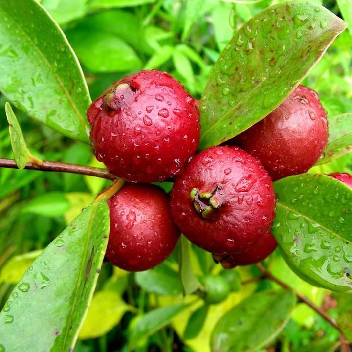 Strawberry Guava Fruit seeds for planting – Heirloom & Non-GMO Garden seeds