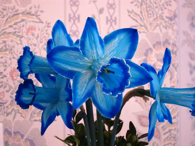 Blue Narcissus Flower Seeds for Planting – Heirloom, Non-GMO, Compact Growth, High Germination