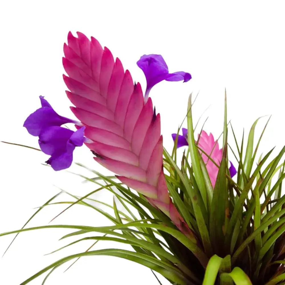 Tillandsia Cyanea Bonsai Flower seeds for Planting - Fragrant Blossoms ...