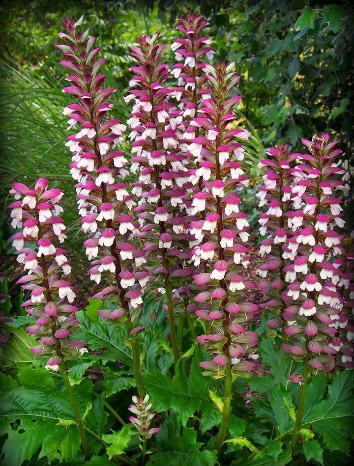 Bear's Breeches Flower Seeds for Planting – Heirloom, Non-GMO, High Germination Organic Garden Seeds