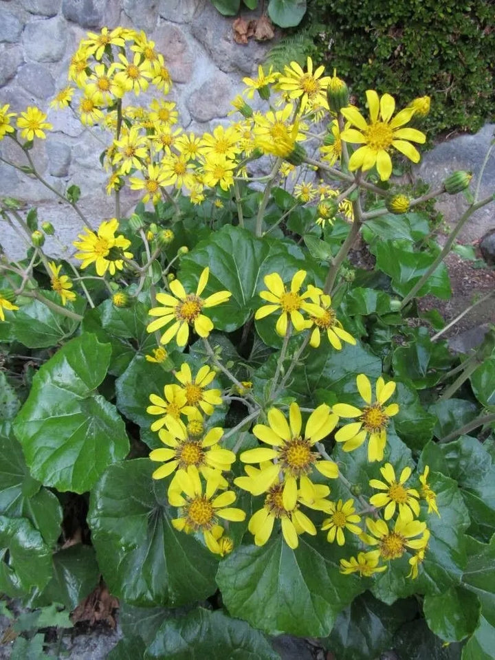 Farfugium Japonicum Flower Seeds for Planting – Heirloom Non-GMO, High Germination Organic Garden Seeds