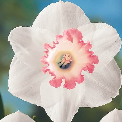Soft Pink Daffodil Flower Seeds for Planting – Heirloom, Non-GMO, High Germination Organic Garden Seeds