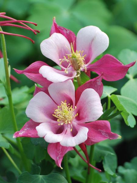 Pink Aquilegia Flower Seeds for Planting – Cut Flower Favorite, Heirloom, Non-GMO & High Germination Garden Seeds