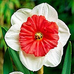 Red White Daffodil Flower Seeds for Planting – Heirloom, Non-GMO, Wildflower Mix, High Germination