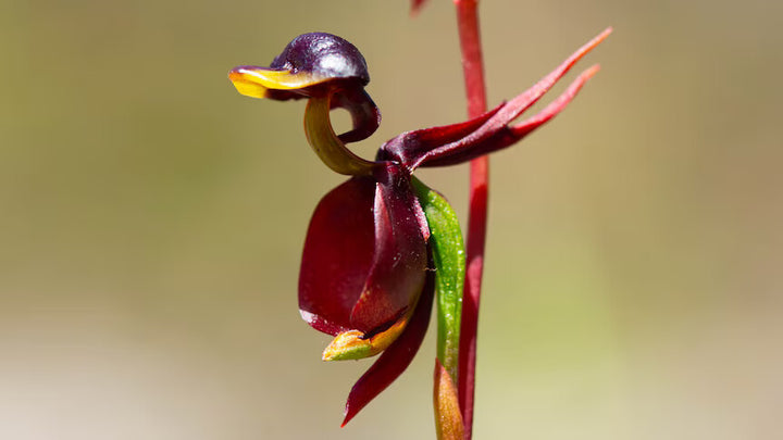 Flying Duck Orchid Flower Seeds for Planting – Heirloom Non-GMO, High Germination Organic Garden Seeds