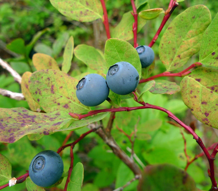 Mountain Huckleberry fruit seeds for planting - Heirloom & Non-GMO Garden seeds