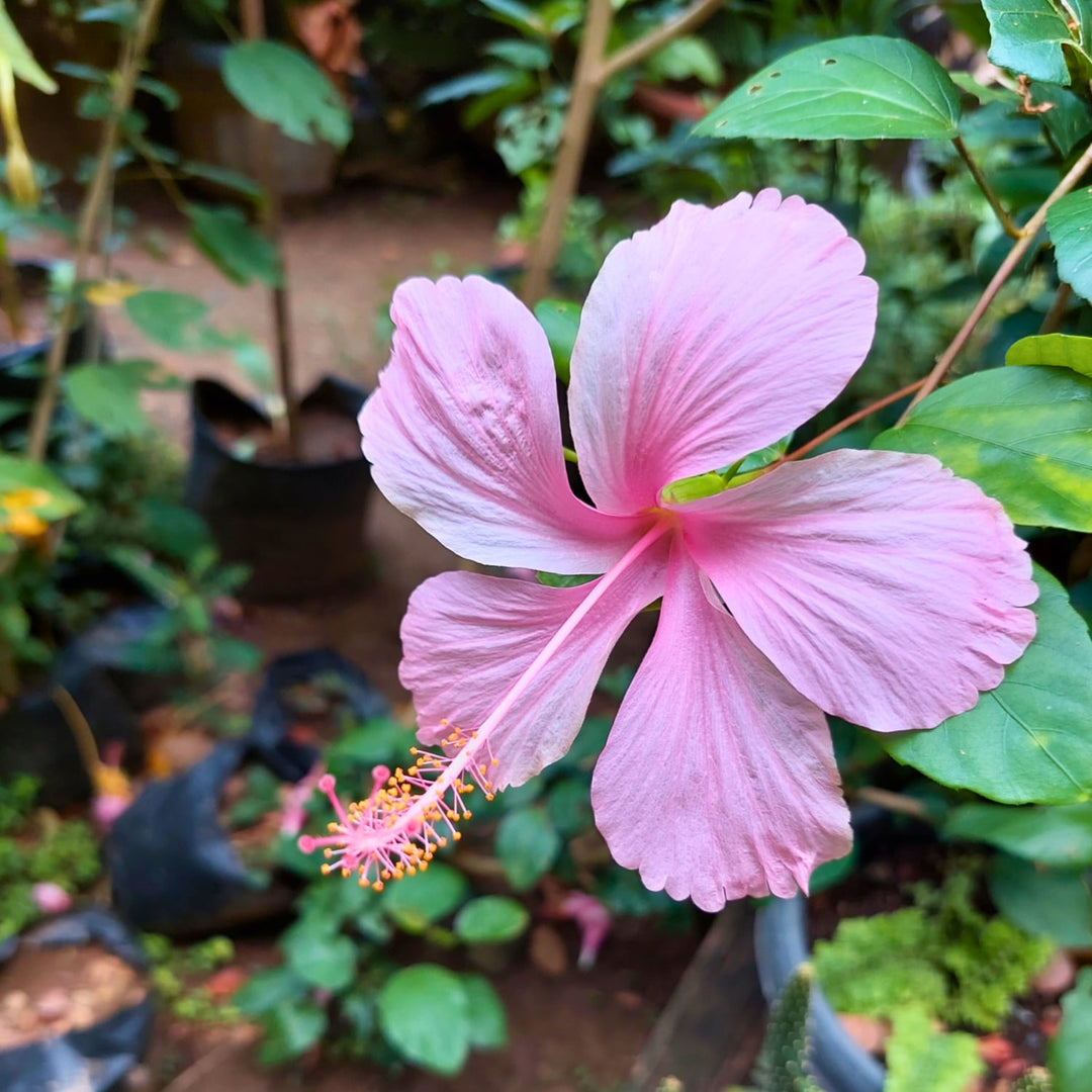 pink hibiscus flower seeds Pink Hibiscus Flower Seeds for Planting – Heirloom, Non-GMO, High Germ –  Earthechoseeds
