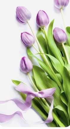 Light Purple Tulip Flower Seeds for Planting – Heirloom, Non-GMO, Garden Favorite, High Germination
