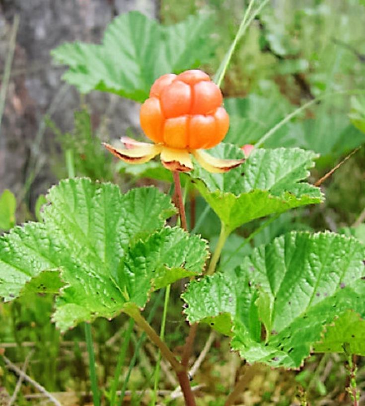 Cloudberry Rubus Fruit Seeds – Heirloom, Non-GMO Seeds for Orange-Red Gourmet Garden Berry Planting