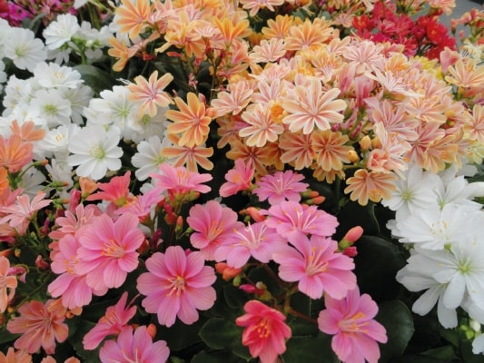 Mixed Lewisia Flower Seeds for Planting – Heirloom, Non-GMO, High Germination Organic Garden Seeds