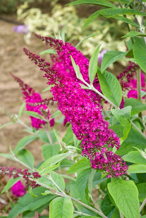 Dark Pink Buddleia Flower Seeds for Planting – Heirloom, Non-GMO, High Germination Organic Garden Seeds