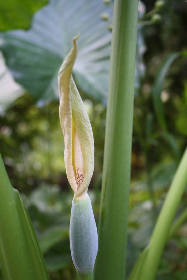 Alocasia Macrorrhiza Flower Seeds for Planting – Heirloom Non-GMO, High Germination Organic Garden Seeds