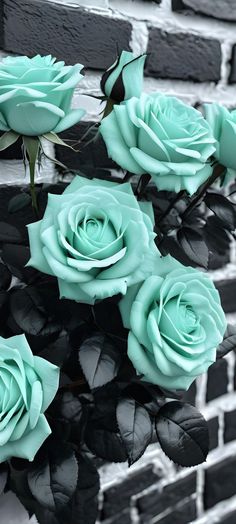 Sea Green Unique Rose Flower Seeds for Planting – Fragrant Blooms, Heirloom, Non-GMO, High Germination Organic Seeds