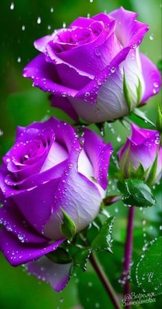 Violet Green Rose Flower Seeds for Planting – Heirloom, Non-GMO, Bright Blooms, High Germination