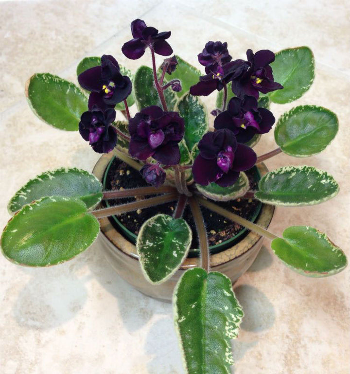 Dark Purple Mini Violet Flower Seeds for Planting – Heirloom, Non-GMO, High Germination