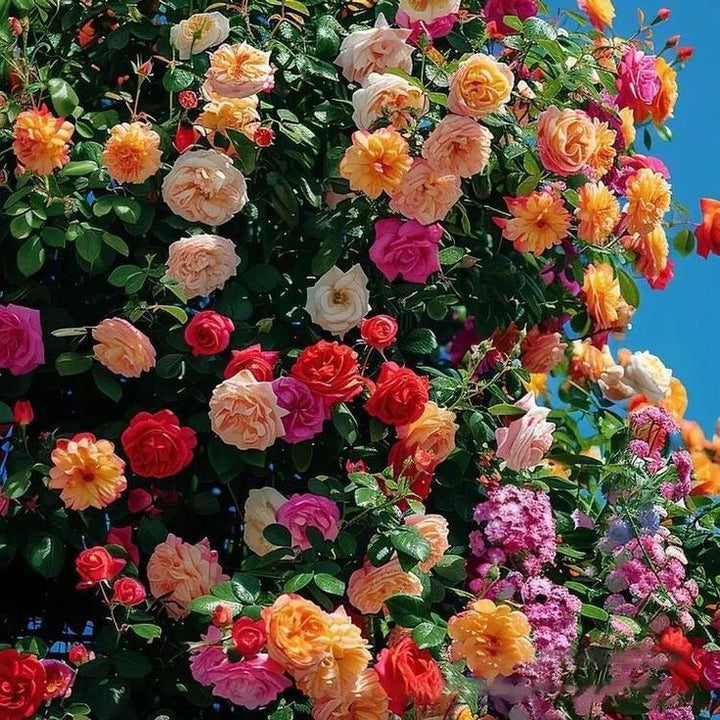 Mixed Color Climbing Rose Flower Seeds for Planting – Heirloom, Non-GMO, High Germination Garden Favorite