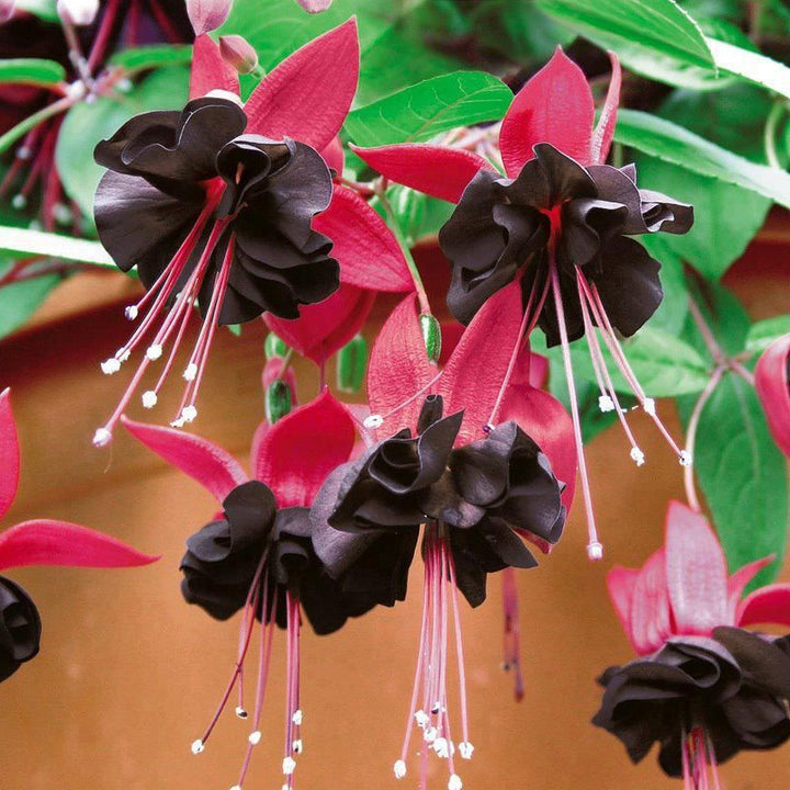 Dark Maroon Red Fuchsia Flower Seeds for Planting – Heirloom, Non-GMO, High Germination Organic Garden Seeds, Wildflower Mix