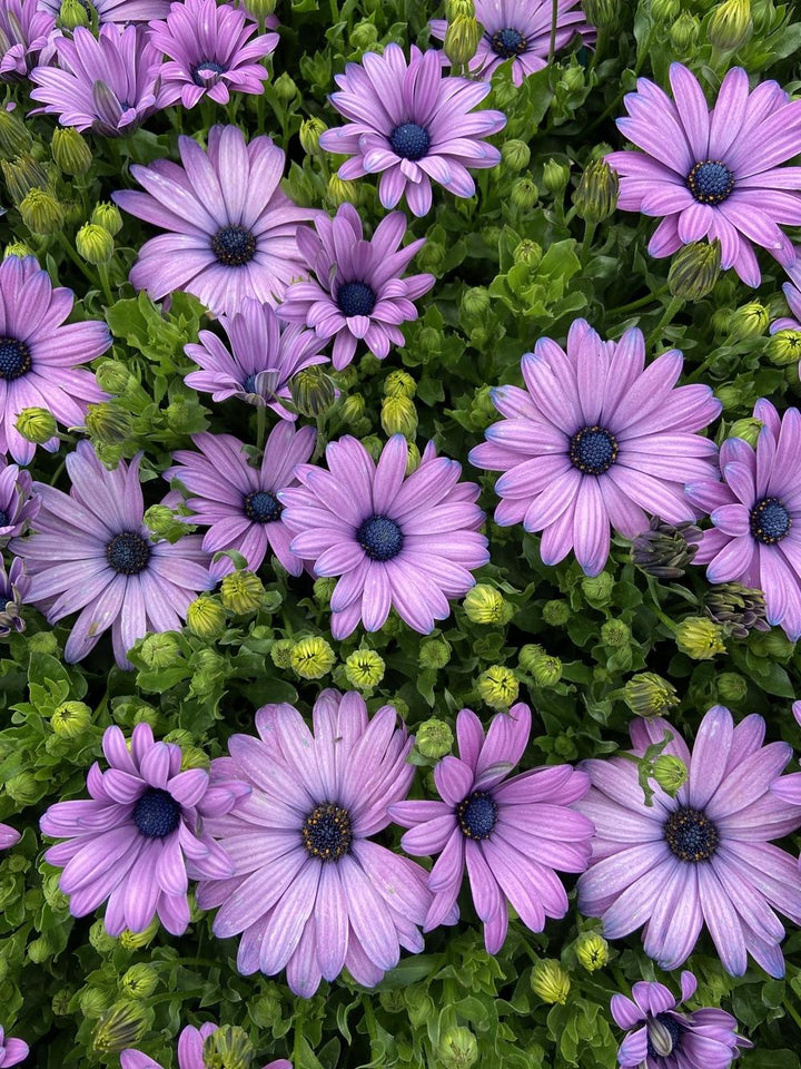 Light Violet Osteospermum Flower Seeds for Planting – Premium Heirloom Non-GMO Seeds, High Germination