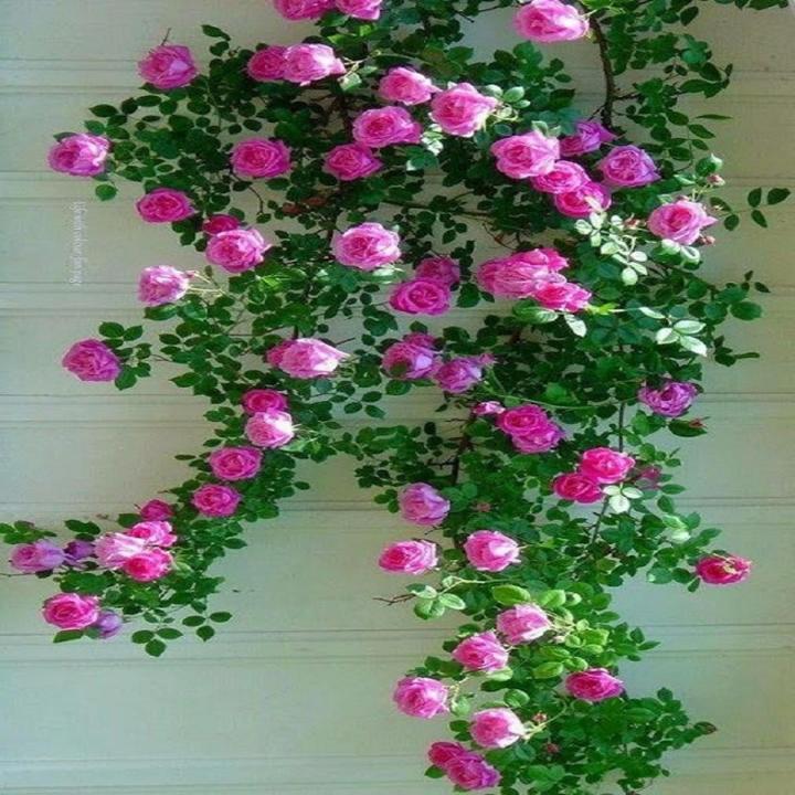 Rose Pink Climbing Rose Flower Seeds for Planting – Heirloom, Non-GMO, High Germination Organic Garden Seeds