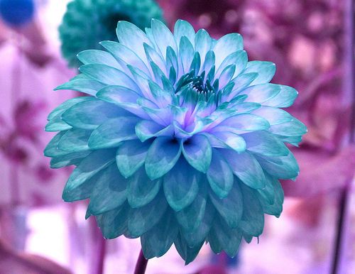 Sky Blue Dahlia Flower Seeds for Planting – Long Bloom Season, Heirloom & Non-GMO Seeds for Home Garden