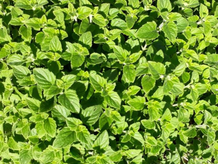 Green Calamintha Herb Seeds for Planting – Heirloom, Non-GMO, Organic Garden Seeds with High Germination