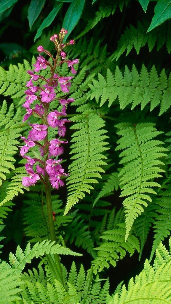 Fern Flower Seeds for Planting – Heirloom, Non-GMO, High Germination Organic Garden Seeds