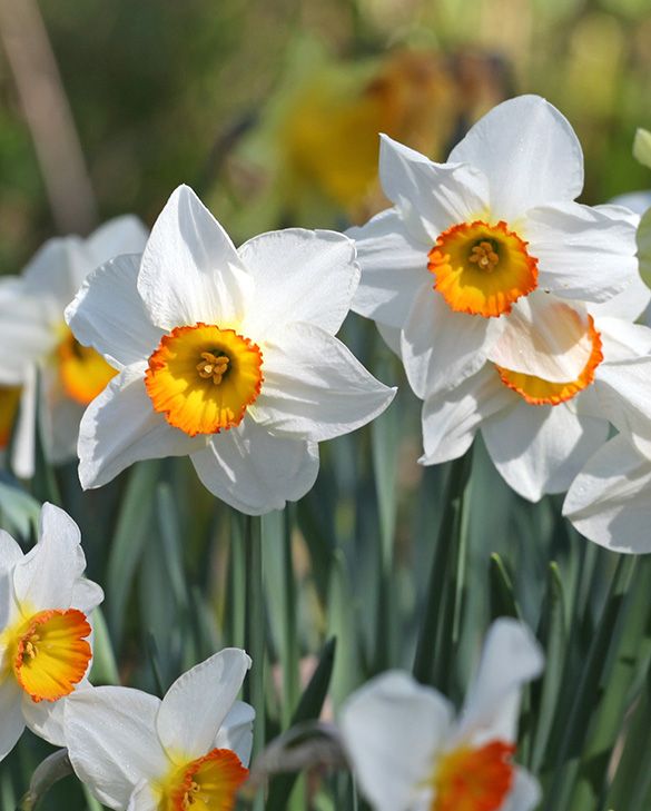 Daffodil Narcissus Flower Seeds for Planting – Wildflower Mix, Heirloom, Non-GMO, High Germination