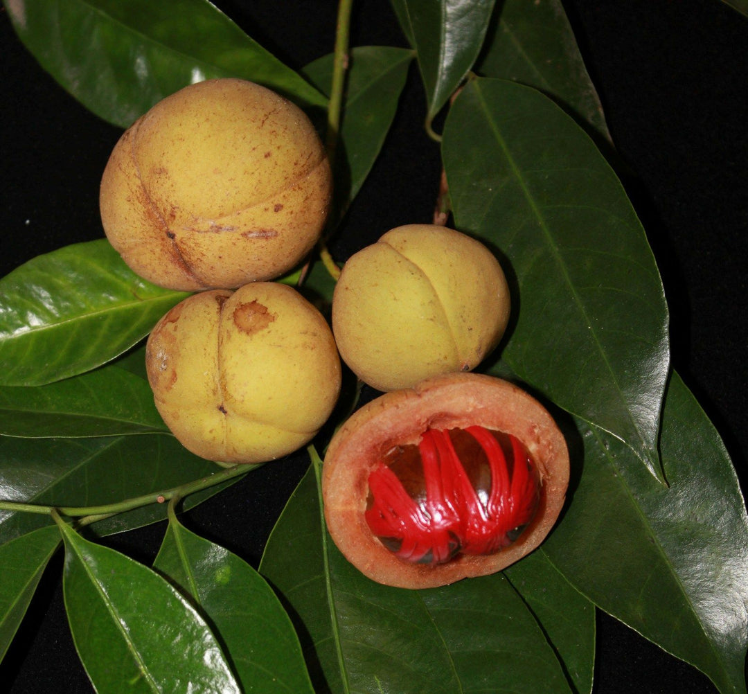 Myristica Fragrans Fruit Seeds for Planting – Heirloom, Non-GMO for Nutmeg Spice Trees