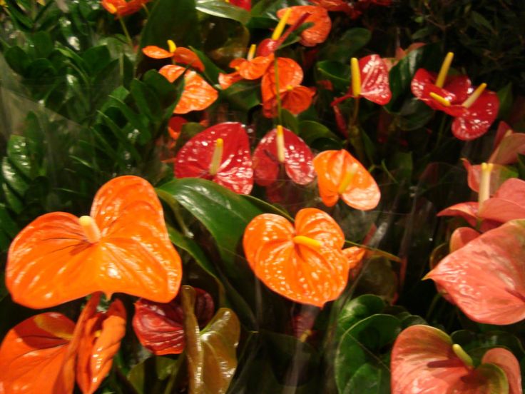 Anthurium Orange Flower Seeds for Planting - 100 pcs - Wildflower Mix, Heirloom & GMO Free Seeds for Home Garden