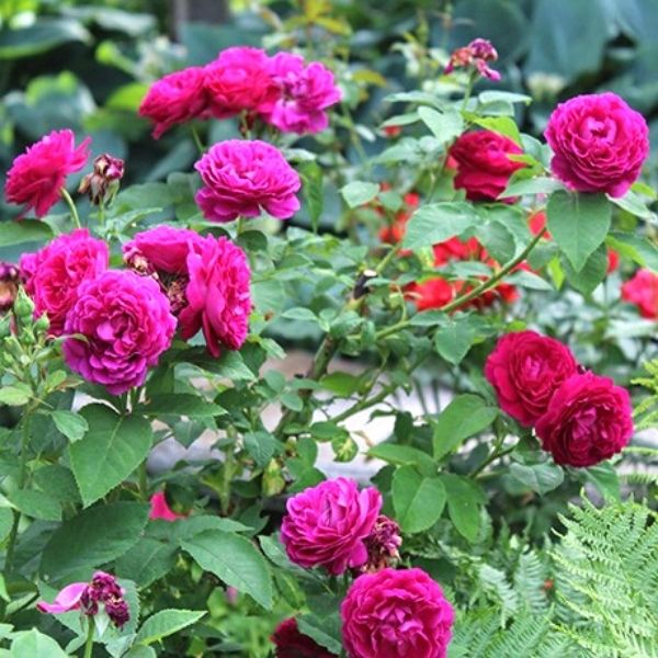 Pink Ruby Rose Flower Seeds for Planting – Heirloom Non-GMO High Germination Organic Garden Seeds