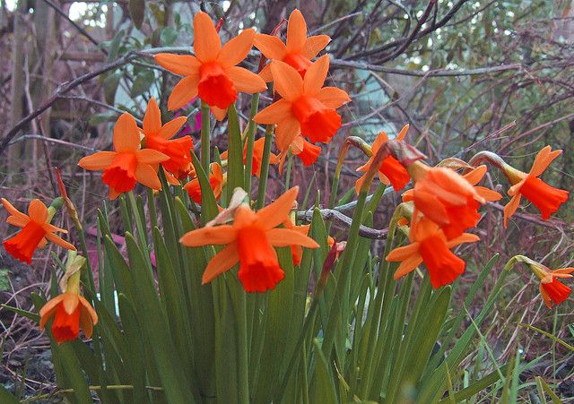 Orange Daffodil Flower Seeds for Planting – Heirloom, Non-GMO, High Germination Garden Seeds