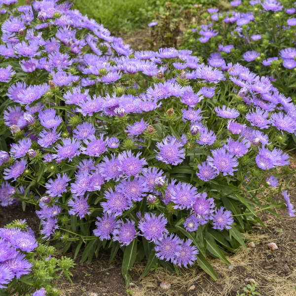 Stoke's Aster Flower Seeds for Planting – Heirloom, Non-GMO, High Germination Organic Garden Seeds