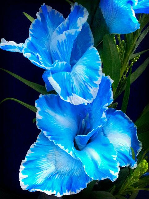 Blue Gladiolus Flower Seeds for Planting – Heirloom Non-GMO, High Germination, Compact Growth