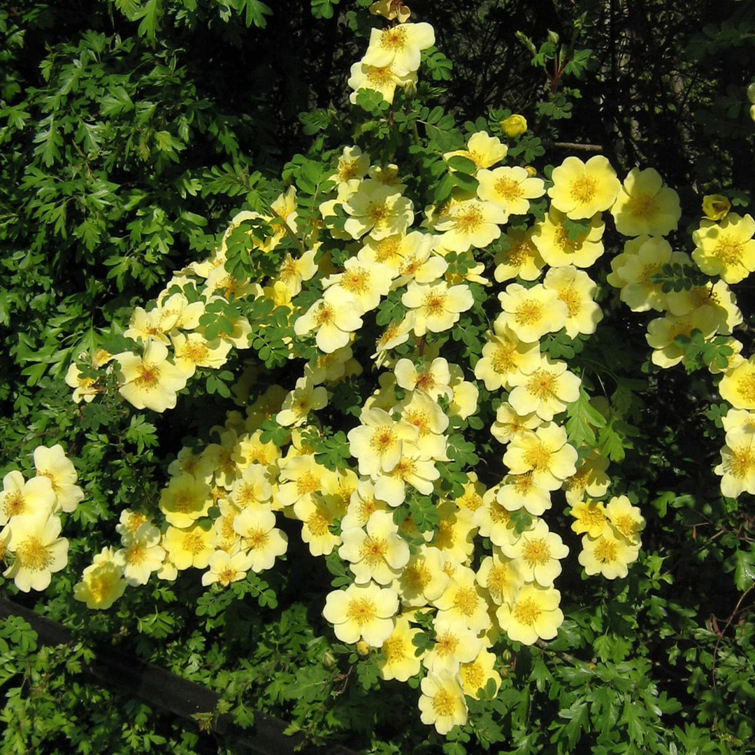 Rosa Xanthina Flower Seeds for Planting – Heirloom, Non-GMO, High Germination Organic Garden Seeds
