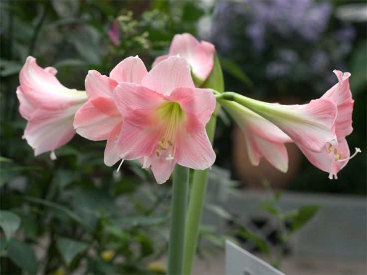 Light Pink Amaryllis Flower Seeds for Planting – Heirloom, Non-GMO, High Germination Organic Garden Seeds