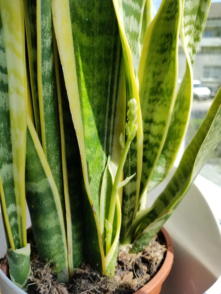 Green Sansevieria Flower Seeds for Planting – Heirloom Non-GMO, High Germination Organic Garden Seeds