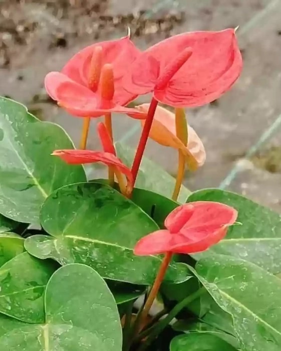 Anthurium Flower Seeds for Planting – Wildflower Mix Heirloom Non-GMO Organic Garden Seeds