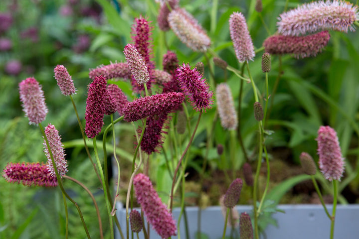 Sanguisorba Flower Seeds for Planting – Heirloom, Non-GMO, High Germination Seeds