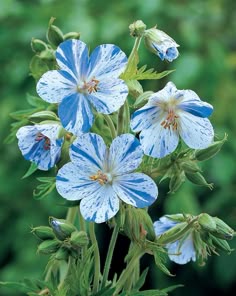 Blue White Pelargonium Flower Seeds for Planting – Heirloom Non-GMO, High Germination Organic Garden Seeds