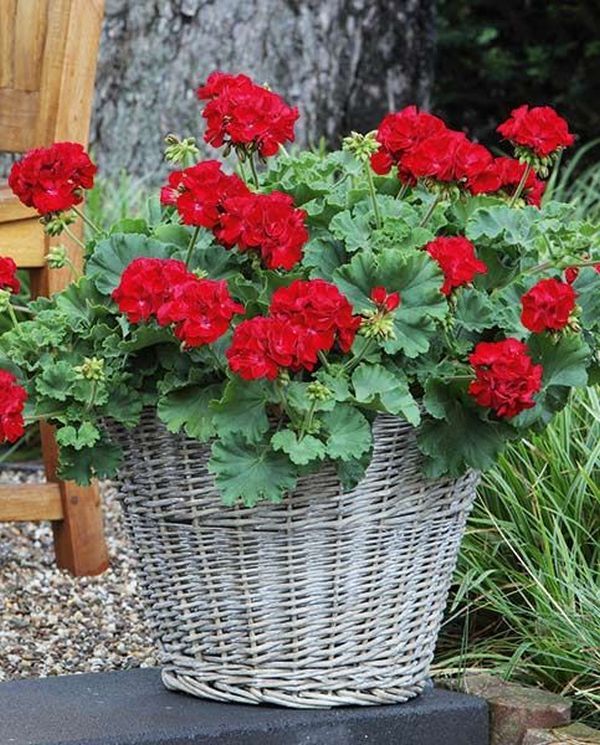 Red Flower Pot Flower Seeds for Planting – Vibrant Colors Heirloom Non-GMO, High Germination Organic Garden Seeds