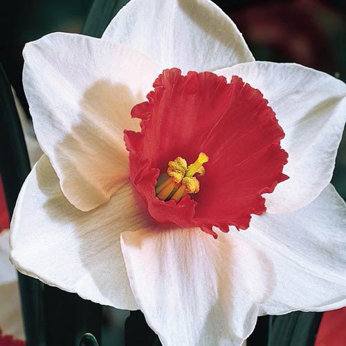 Red White Double Daffodil Flower Seeds for Planting – Heirloom, Non-GMO, High Germination
