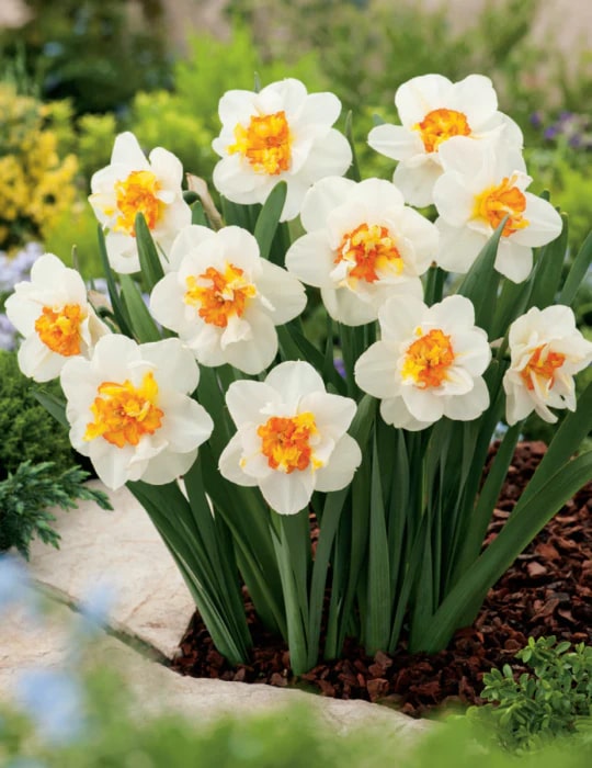 Narcissus Flower Seeds for Planting – Wildflower Mix, Heirloom, Non-GMO, High Germination