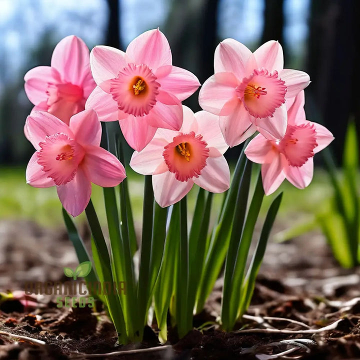 Soft Pink Narcissus Flower Seeds for Planting – Heirloom, Non-GMO, Shade-Tolerant Organic Garden Seeds