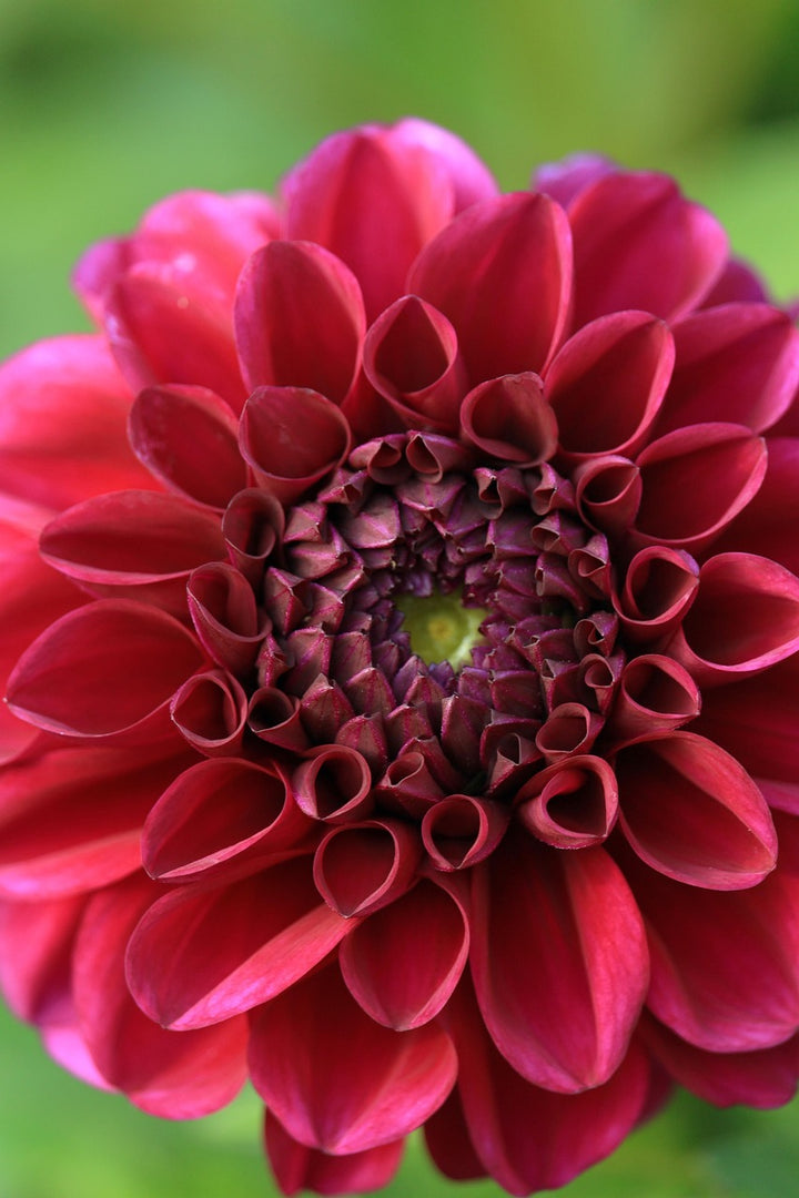 Dark Red Two Color Dahlia Flower Seeds for Planting – Pollinator Friendly, Heirloom, Non-GMO, High Germination Organic Garden Seeds