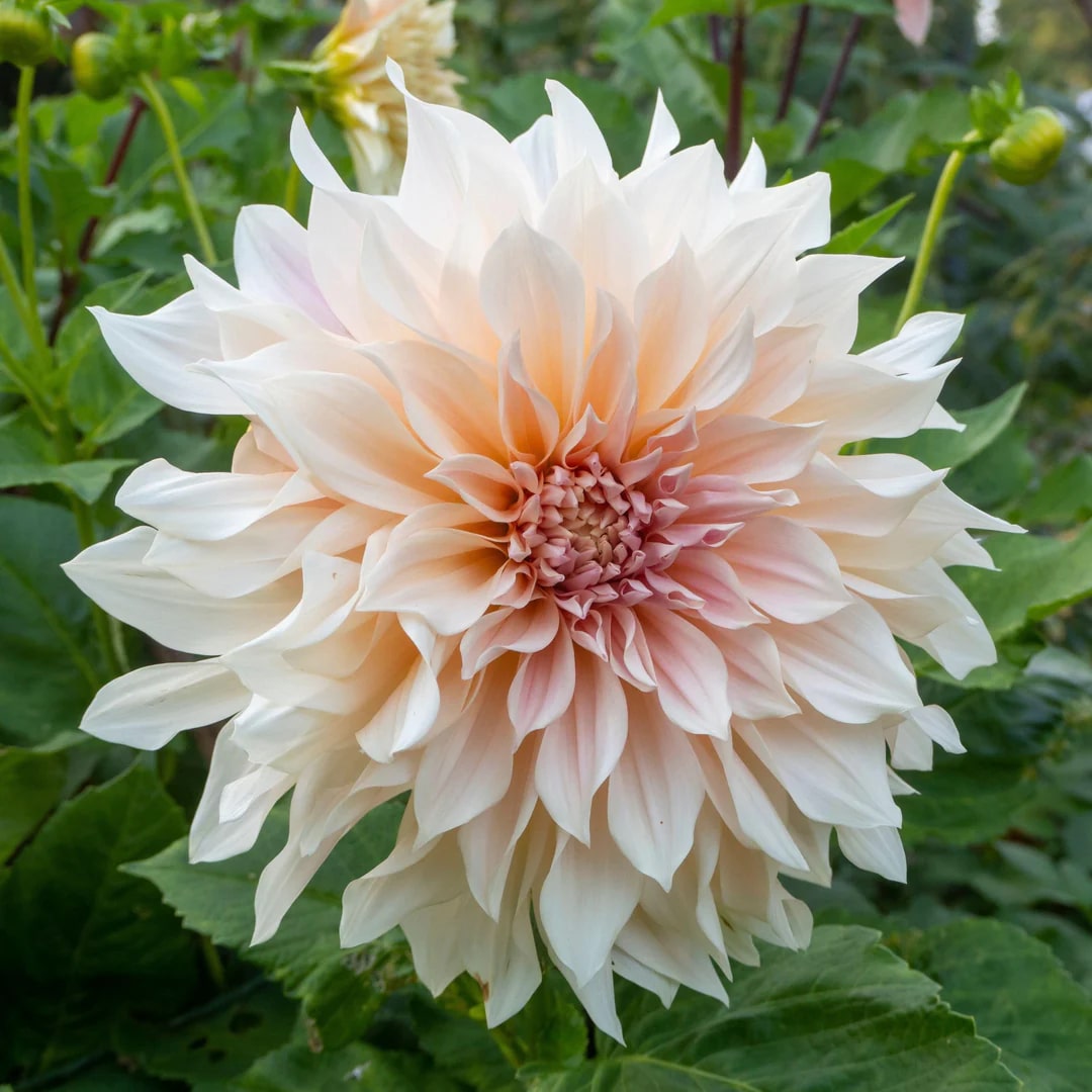 Cream Dahlia Flower Seeds for Planting – Heirloom, Non-GMO, Hardy High Germination Seeds