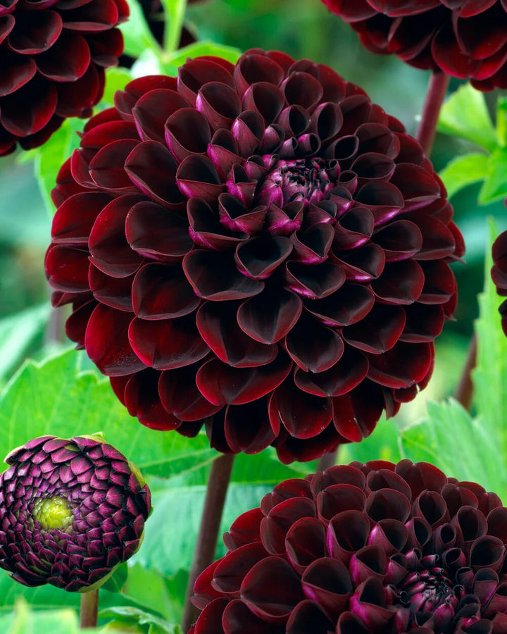 Dark Red Dahlia Flower Seeds for Planting – Heirloom Non-GMO High Germination Organic Garden Seeds