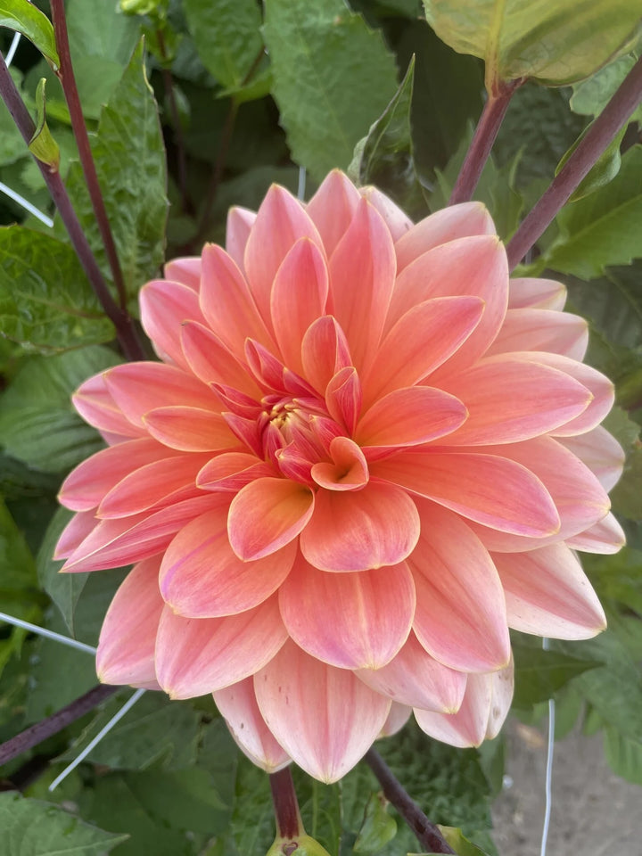 Light Orange Dahlia Flower Seeds for Planting – Heirloom, Non-GMO, Fragrant High Germination Seeds